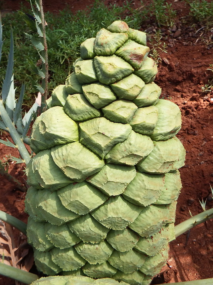 Female Cone Image