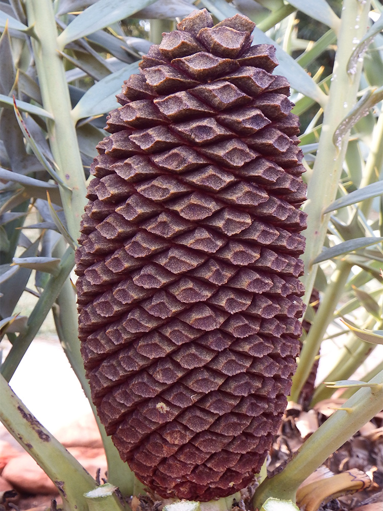 Male Cone Image