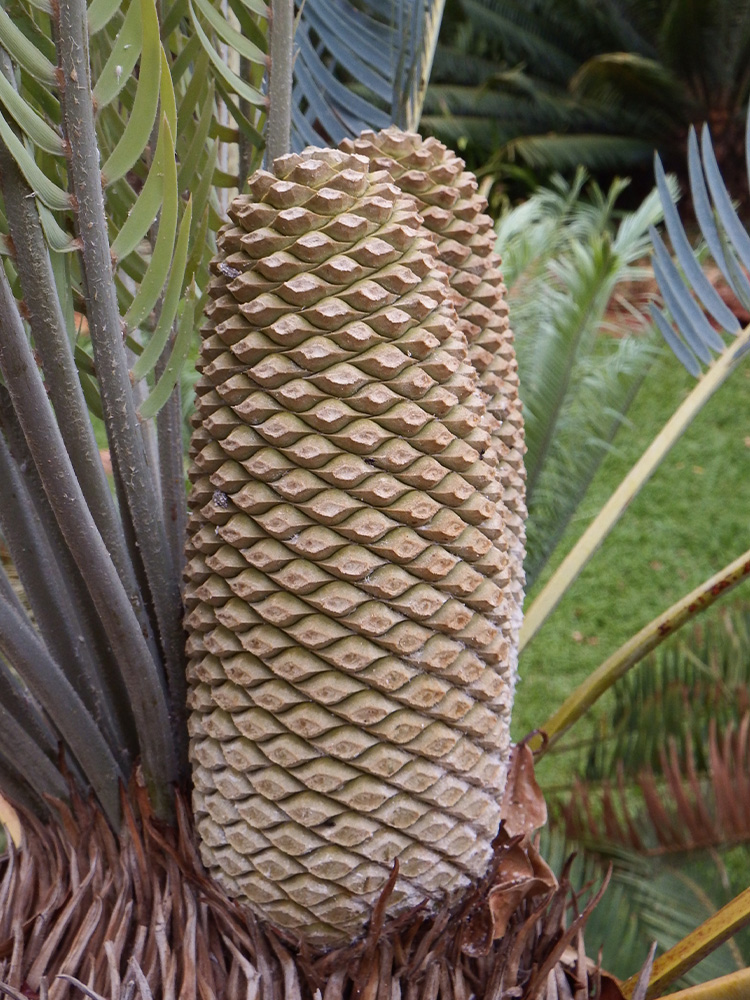 Male Cone Image