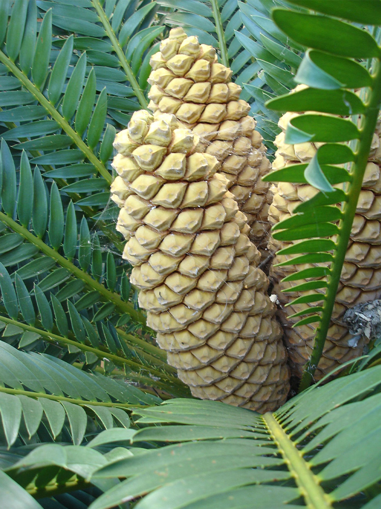 Male Cone Image