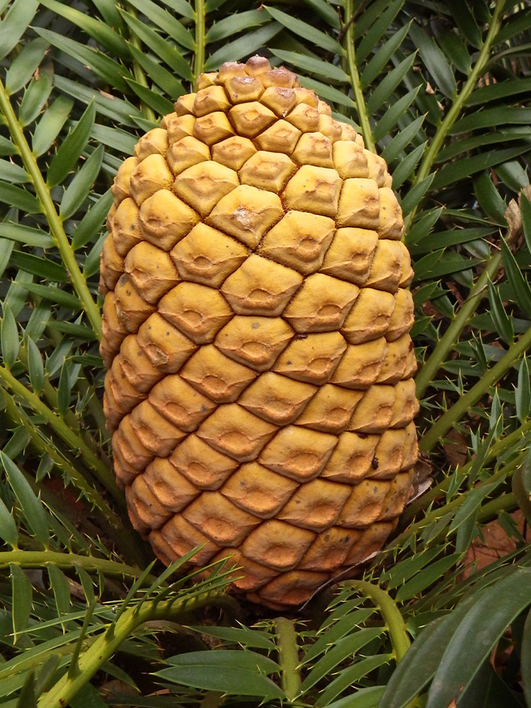 Female Cone Image