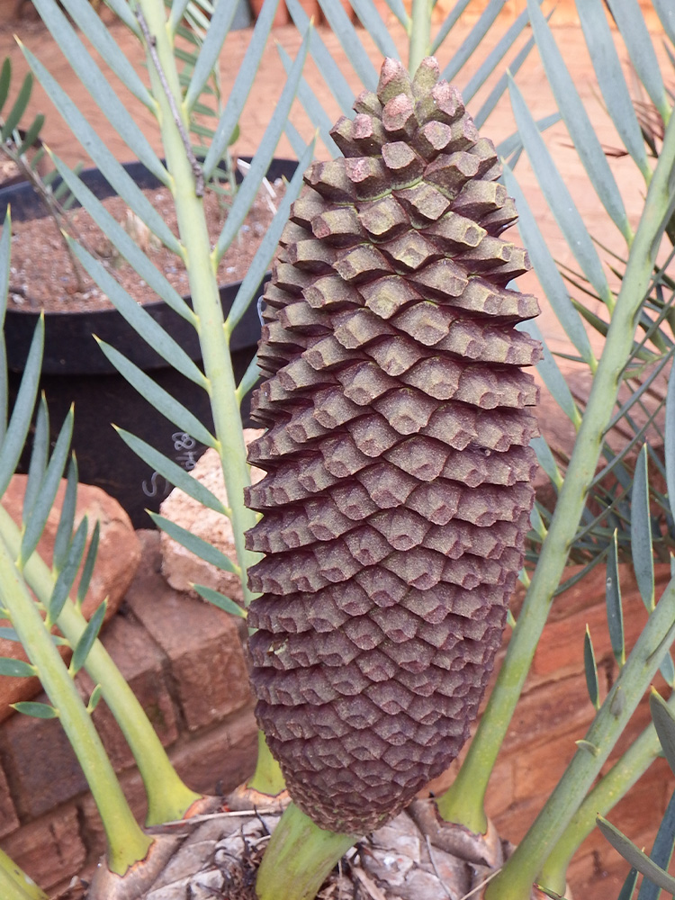 Male Cone Image