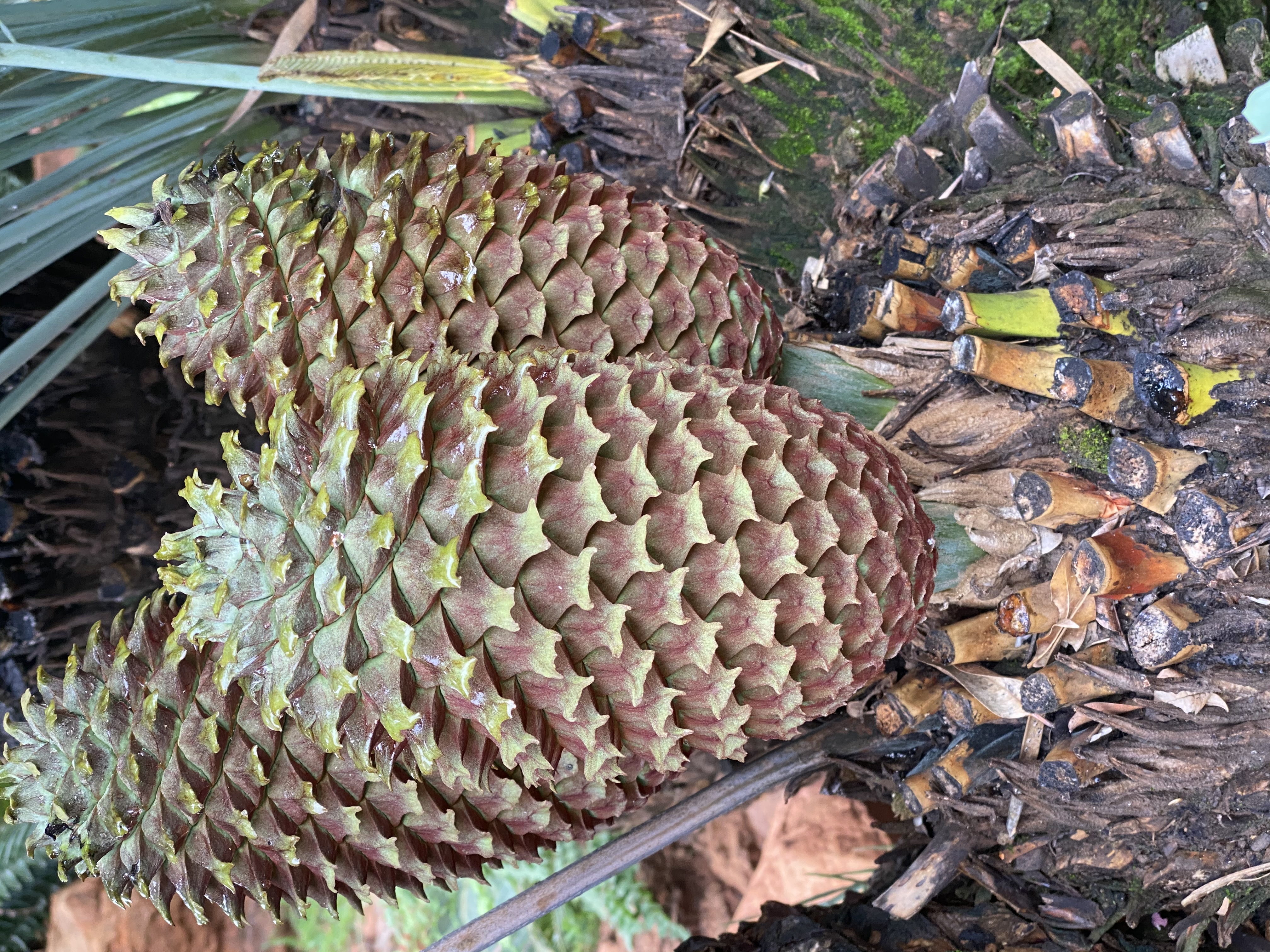 Male Cone Image