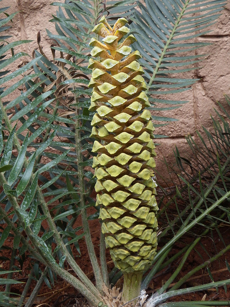 Male Cone Image