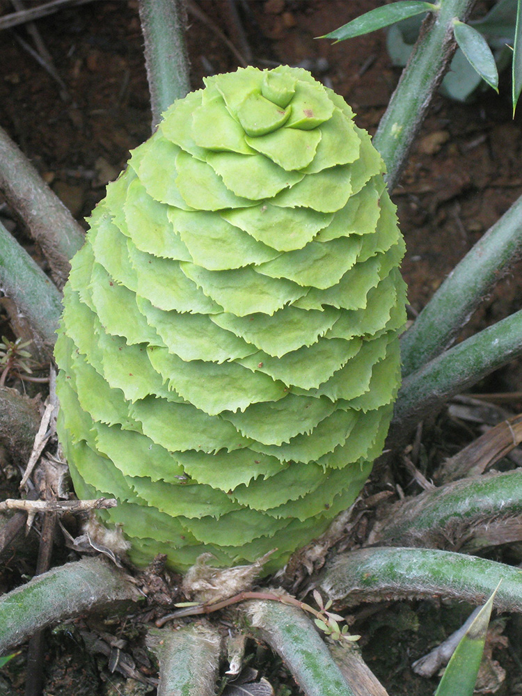 Female Cone Image