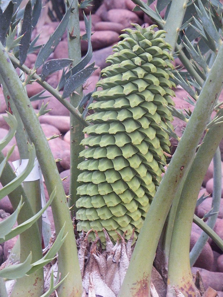Male Cone Image