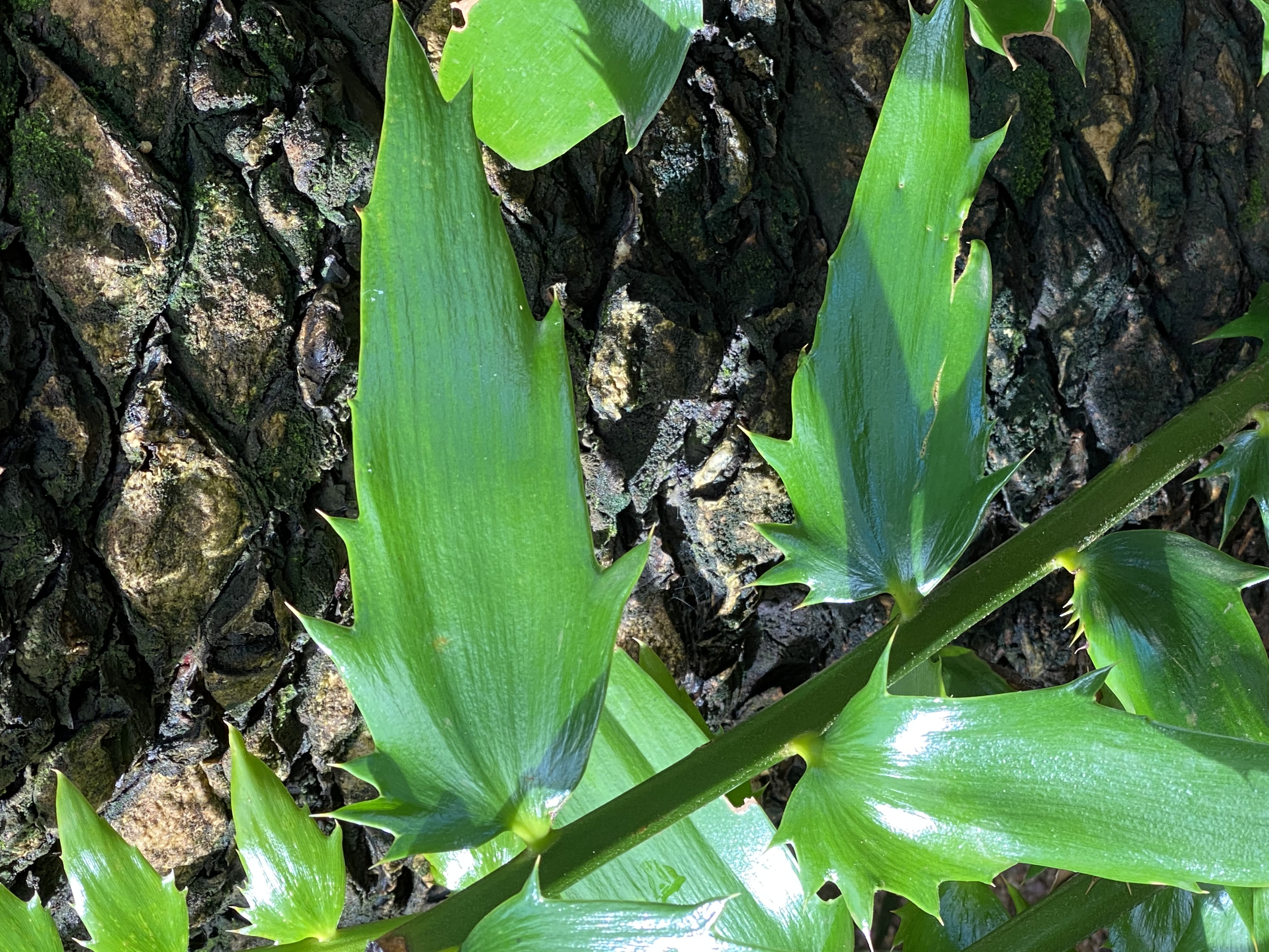 A Leaflet of a Young E. woodii Image