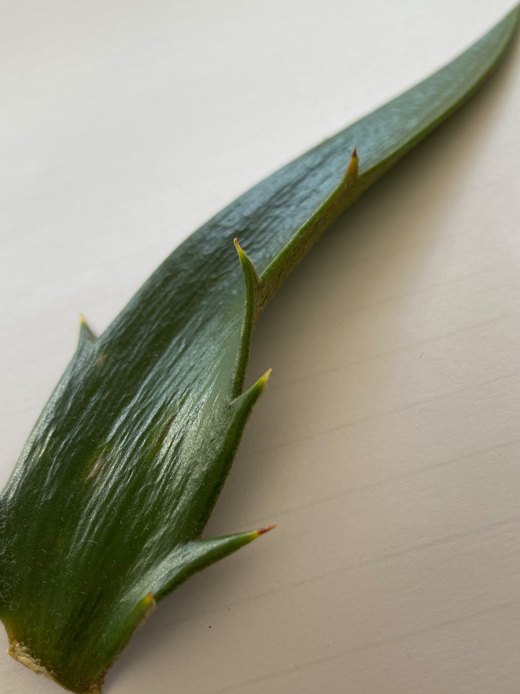 Backview of leaflet with prominent ridges. Image