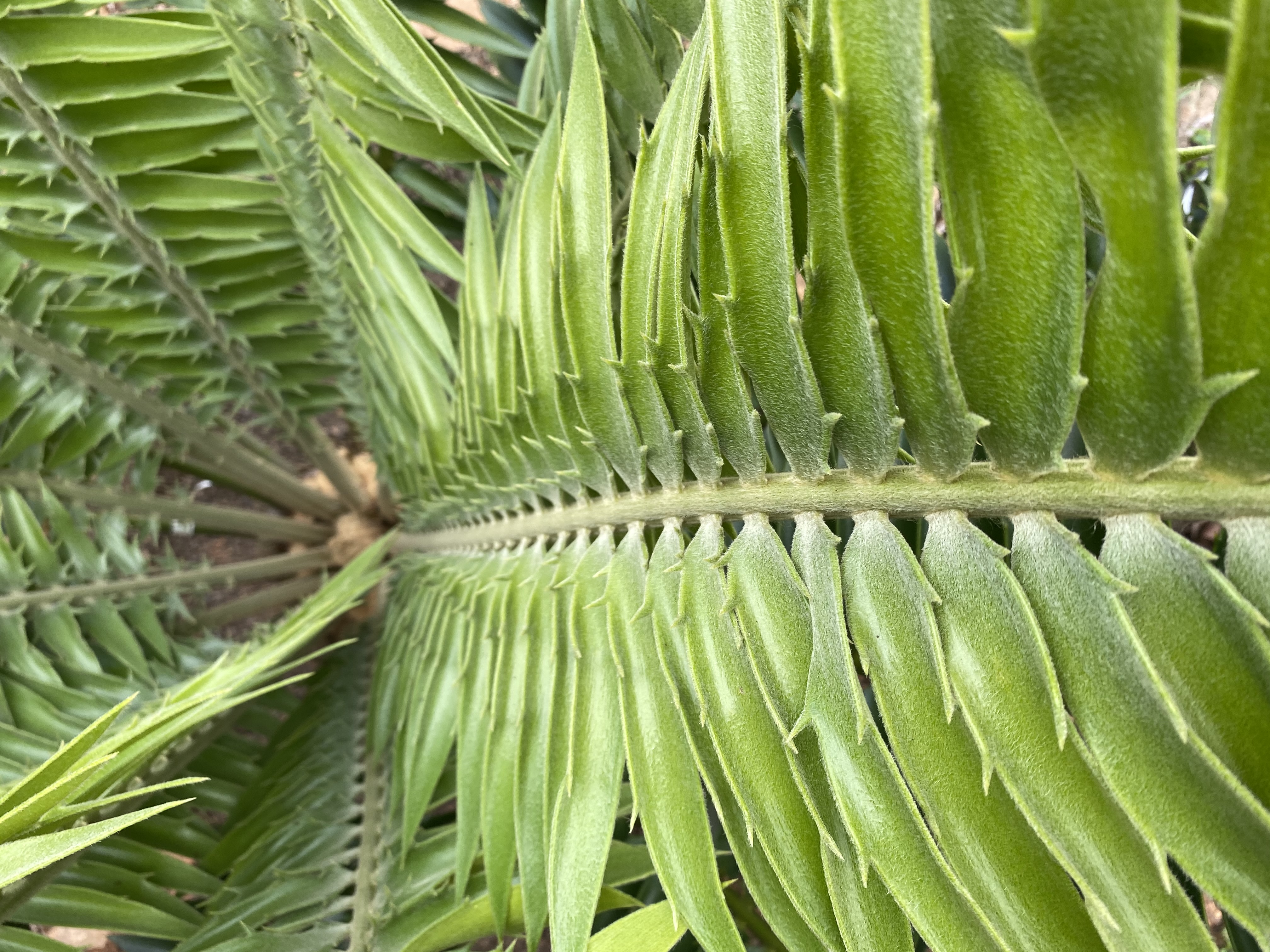 Top view of the the leaflet. Image