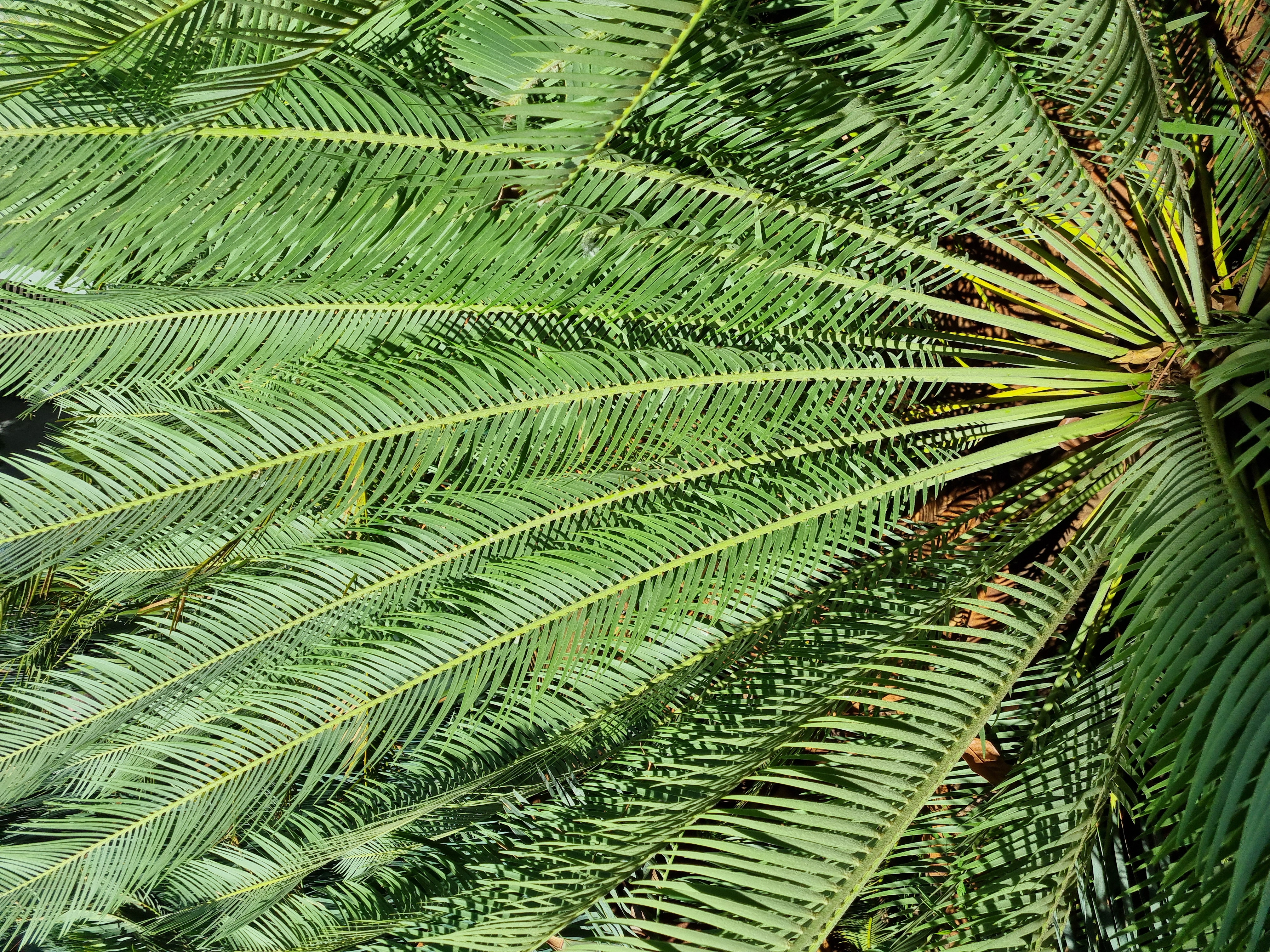 Tugela laevifolius in private collection. Image