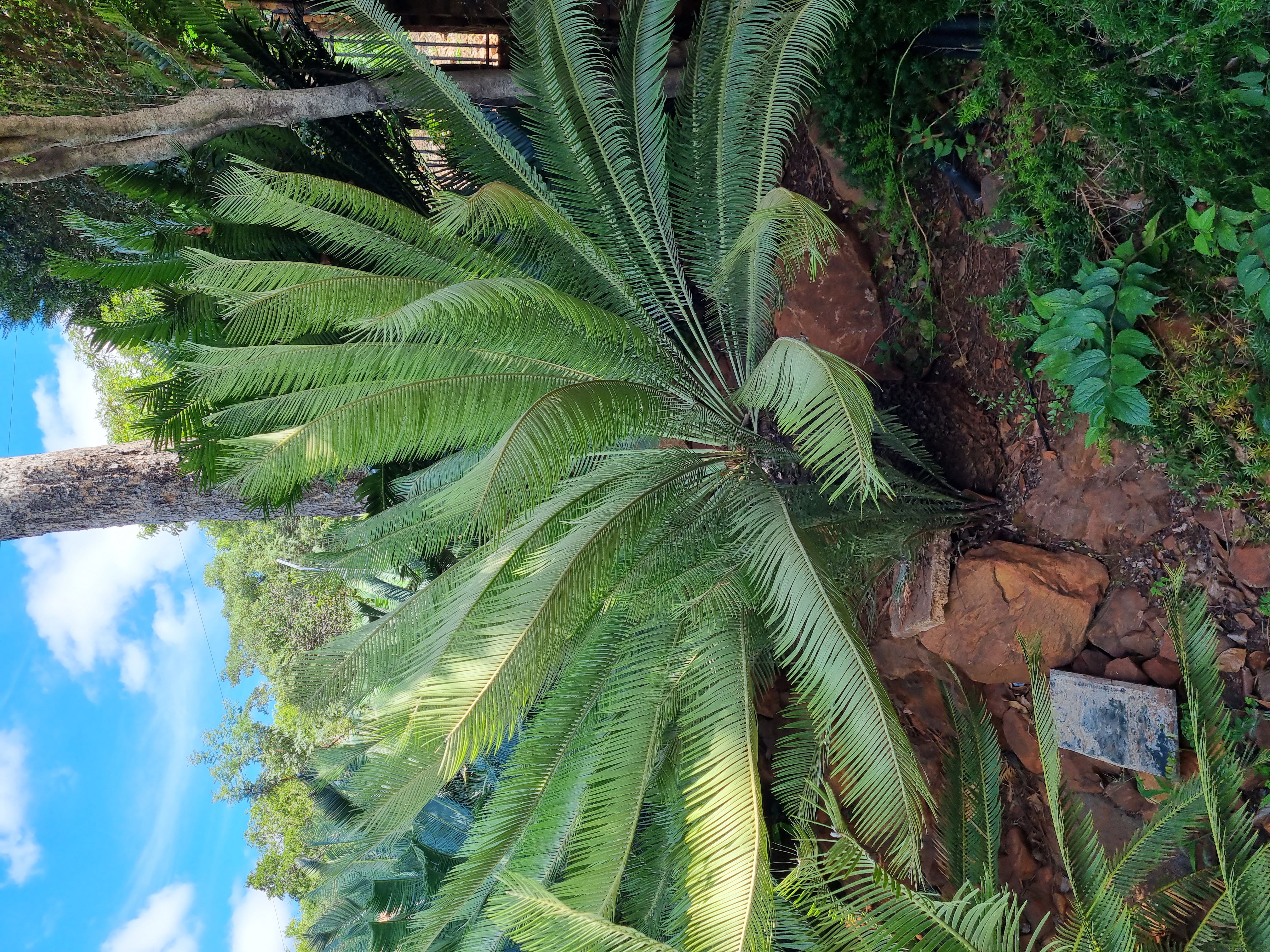 Tugela laevifolius in private collection. Image