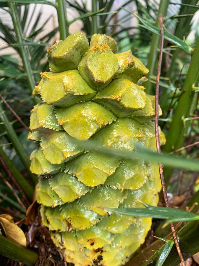 Young Male Cone Image