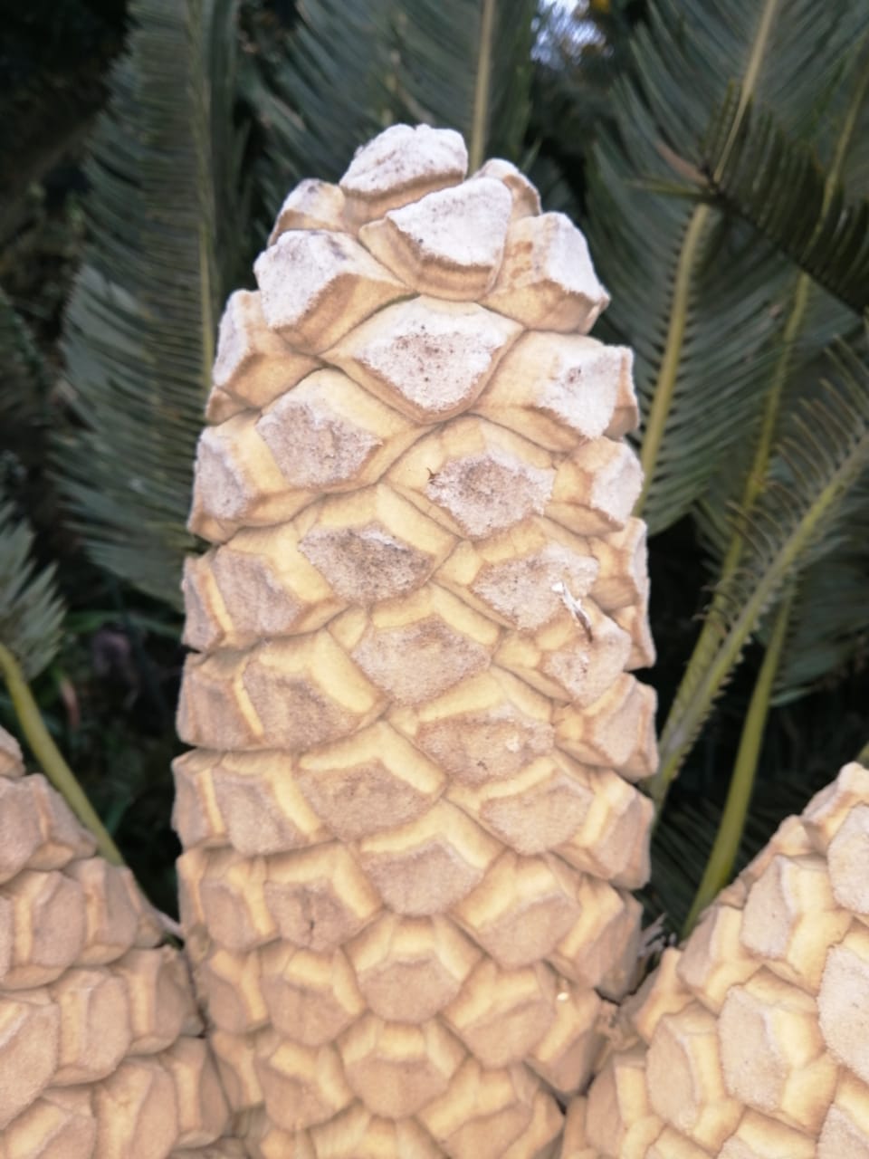 Female Cone E. laevifolius - Wolkeberg Image