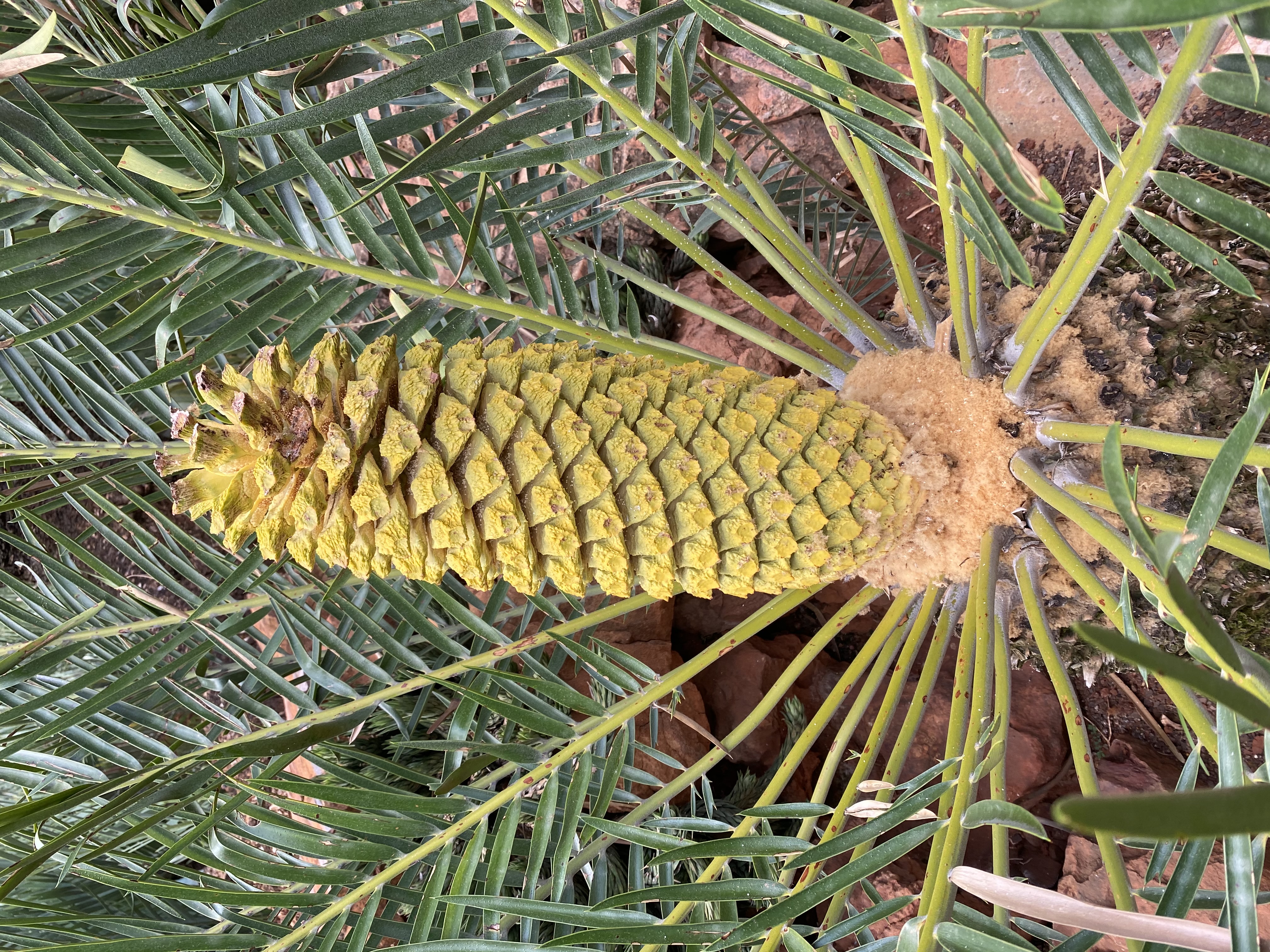 Male cone shedding pollen. Image