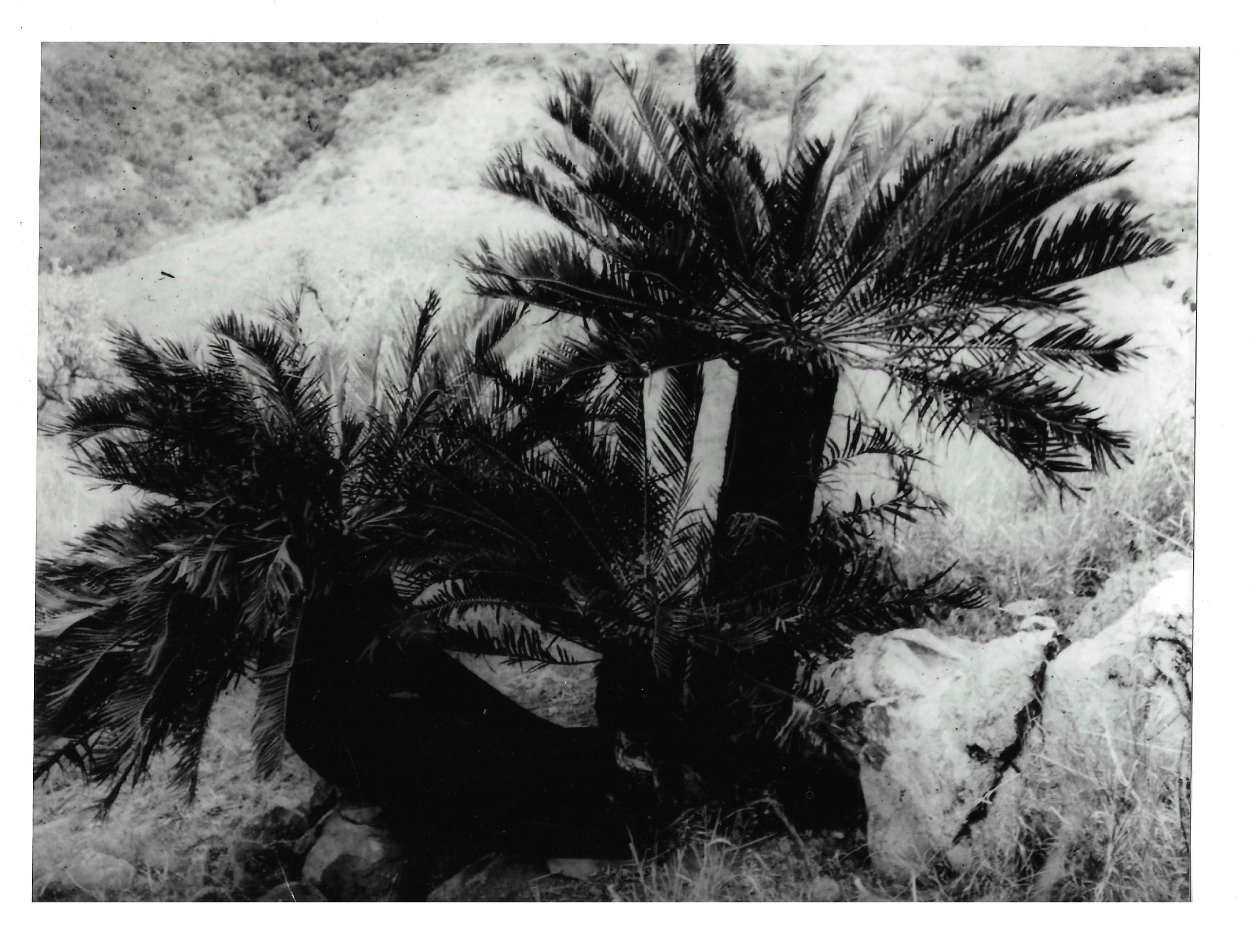 Original plant in nature. Image