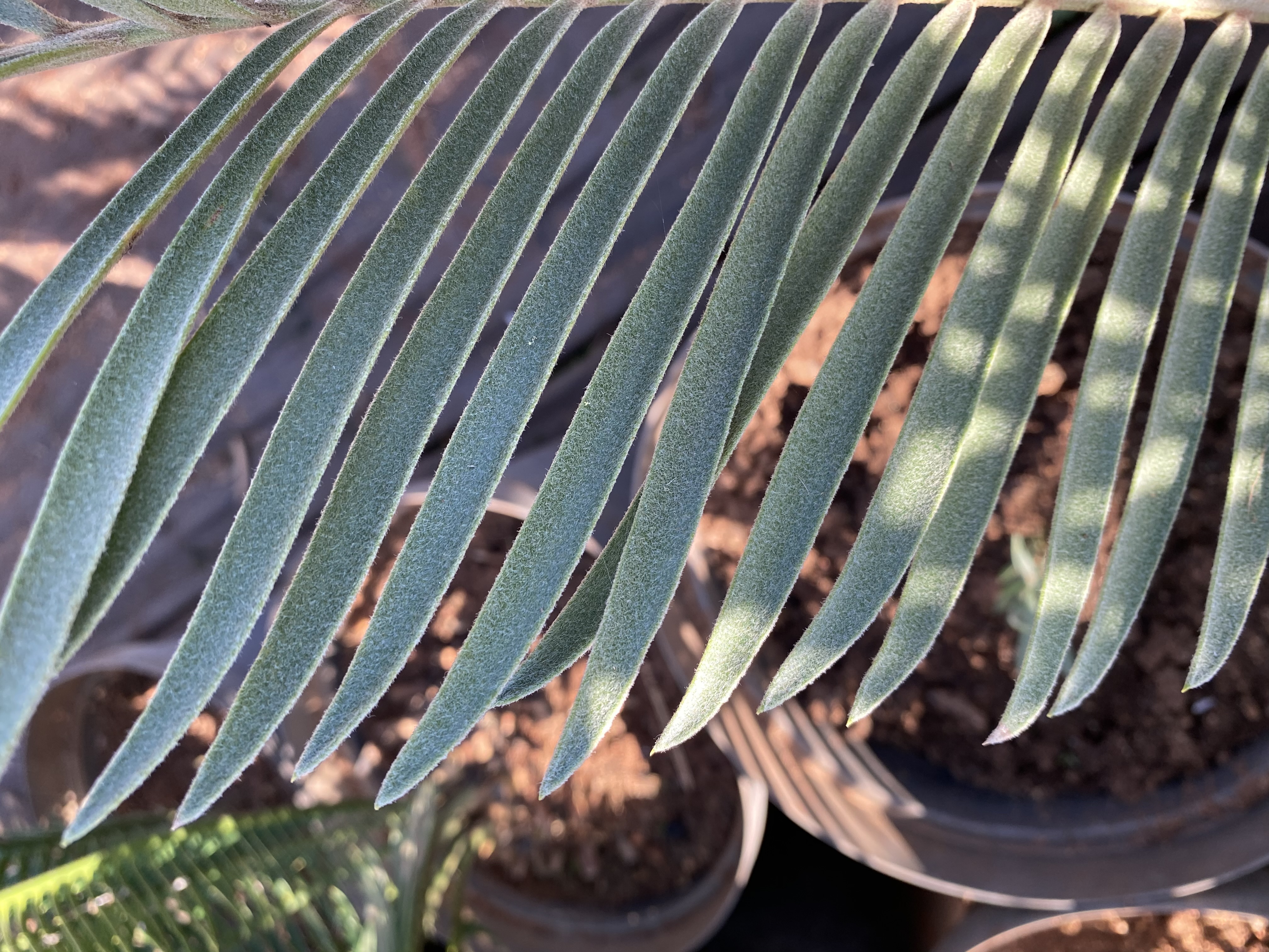 Young leaflets are covered with a silvery layer of fine hair. Image