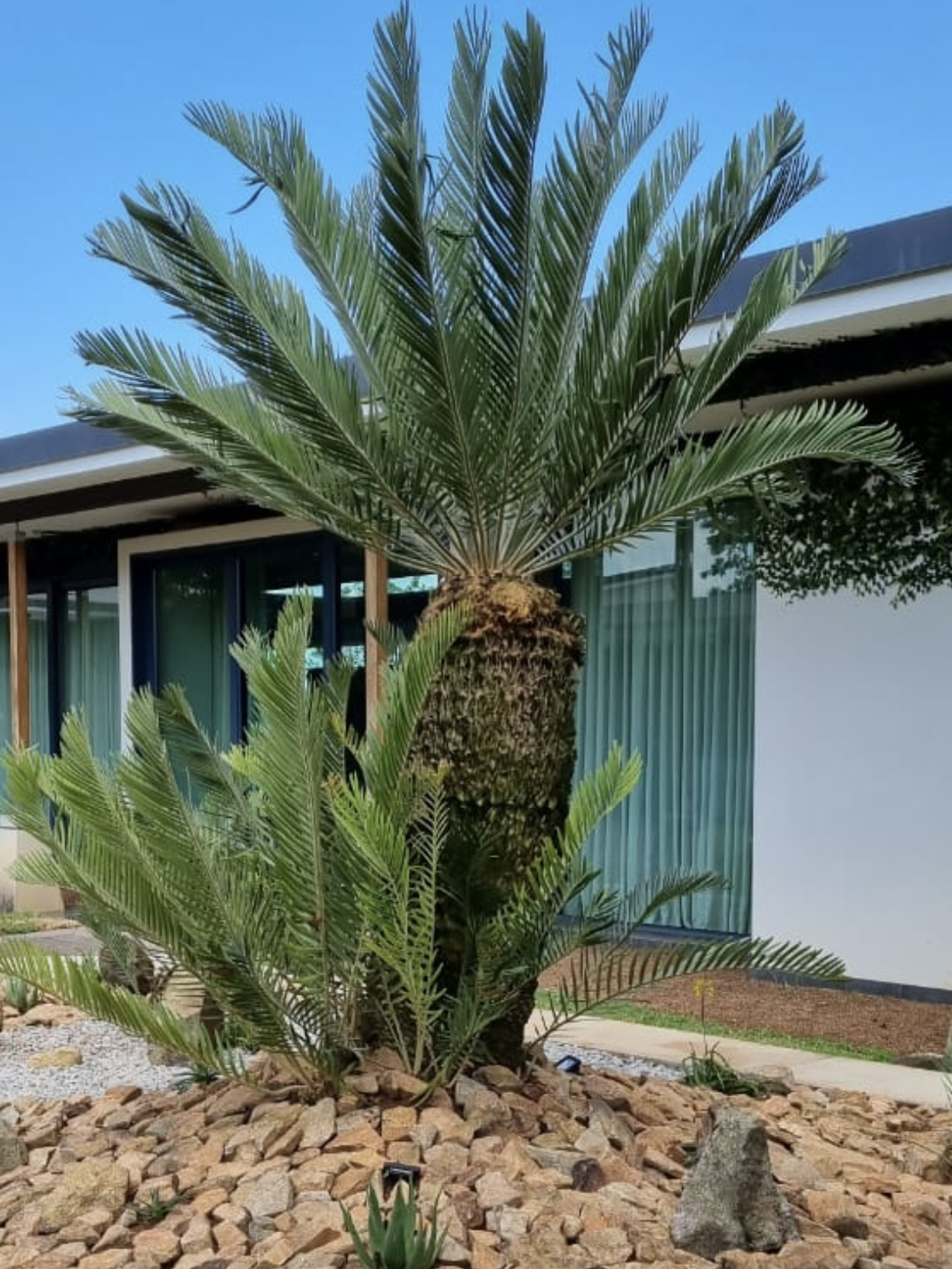E. relictus in private collection (Remaining big stem) Image